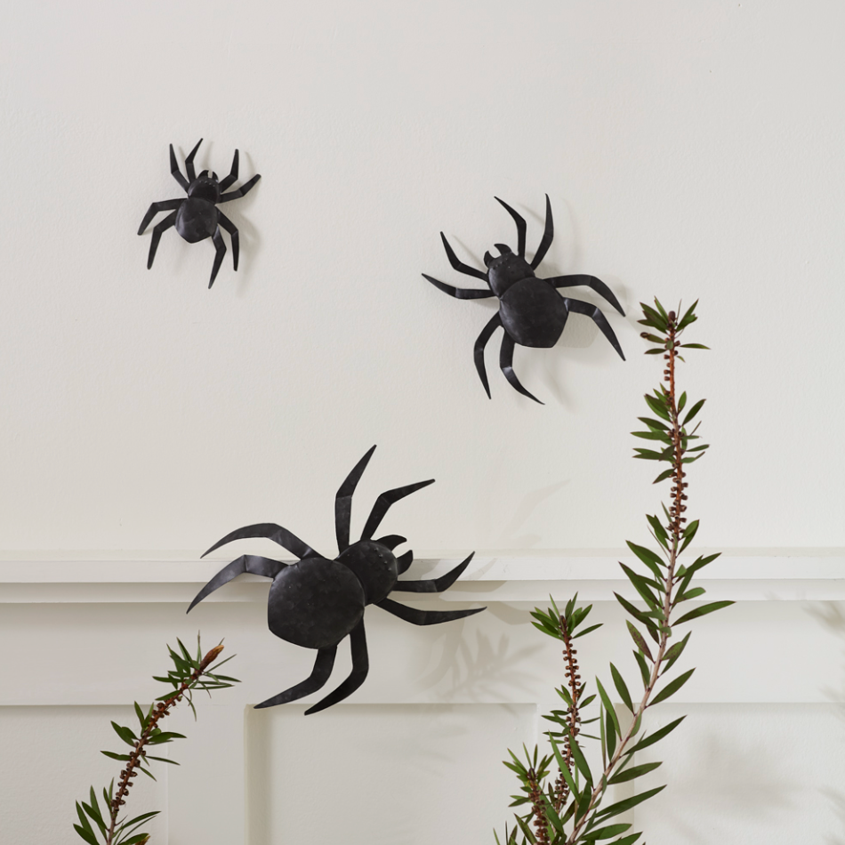 Black Wall Spiders