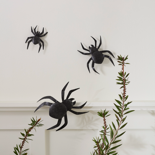 Black Wall Spiders